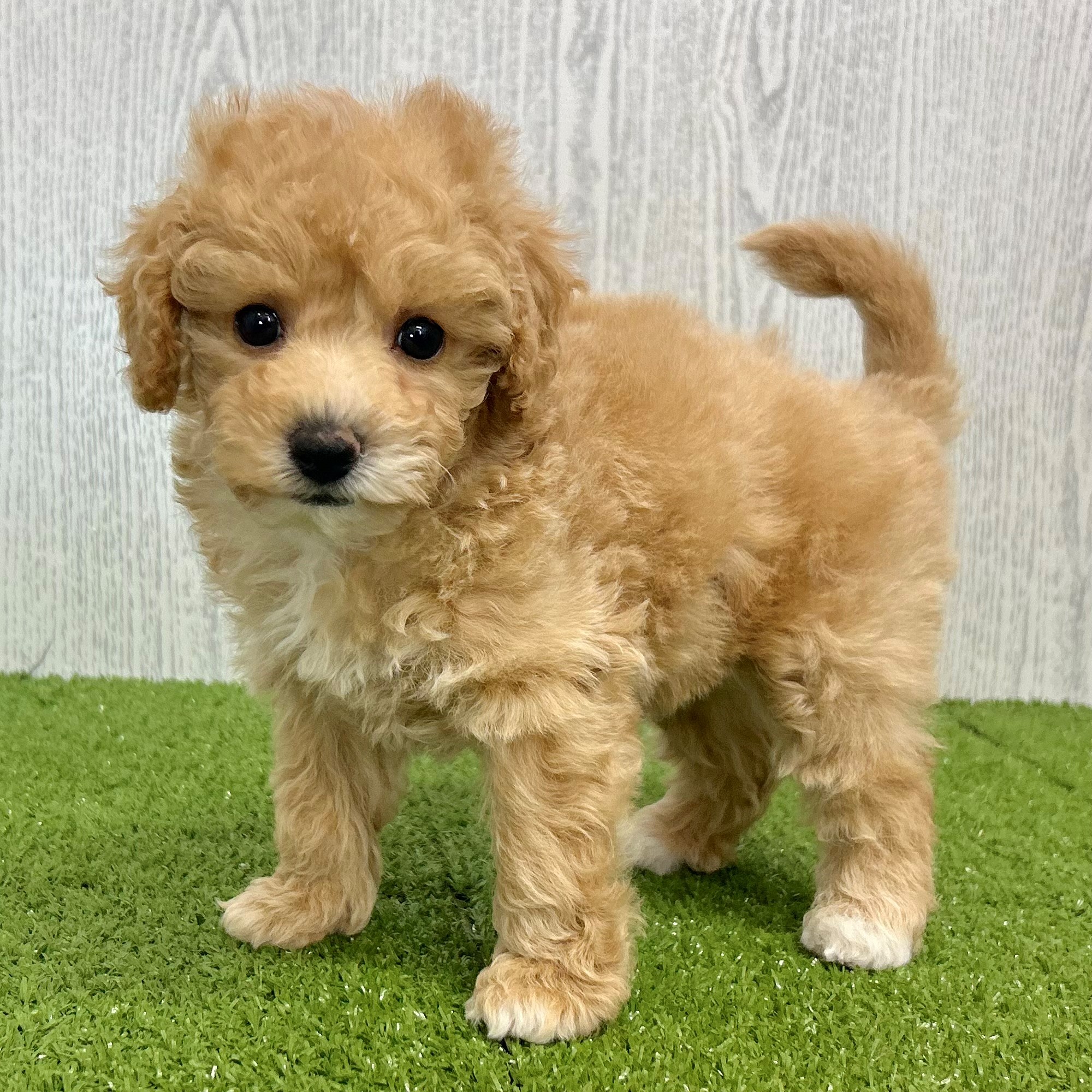 レジン NO.329 おすまし猫ちゃん♡夏っ おすましねこちゃん ー ねこ